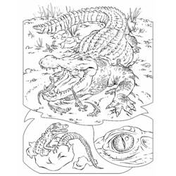 Раскраска: аллигатор (Животные) #443 - Раскраски для печати