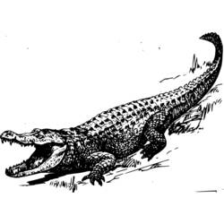 Раскраска: аллигатор (Животные) #456 - Раскраски для печати