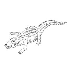 Раскраска: аллигатор (Животные) #470 - Раскраски для печати