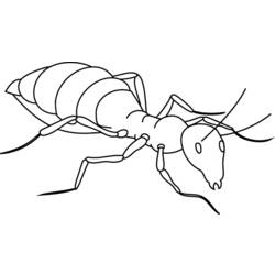 Раскраска: муравей (Животные) #6918 - Раскраски для печати
