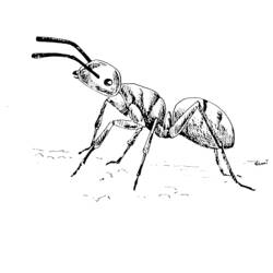 Раскраска: муравей (Животные) #6963 - Раскраски для печати
