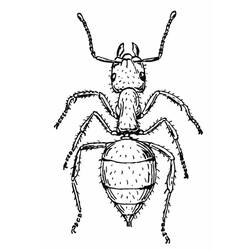 Раскраска: муравей (Животные) #7013 - Раскраски для печати