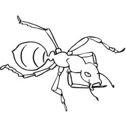 Раскраска: муравей (Животные) #7019 - Раскраски для печати