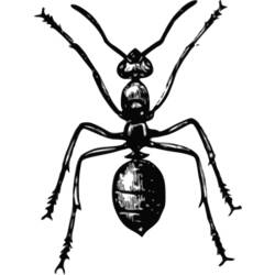 Раскраска: муравей (Животные) #7043 - Раскраски для печати