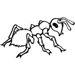 Раскраска: муравей (Животные) #7085 - Раскраски для печати