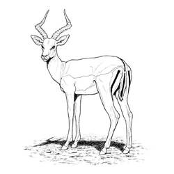 Раскраска: антилопа (Животные) #22580 - Раскраски для печати
