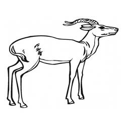 Раскраска: антилопа (Животные) #22582 - Раскраски для печати