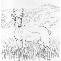 Раскраска: антилопа (Животные) #22586 - Бесплатные раскраски для печати