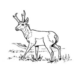 Раскраска: антилопа (Животные) #22588 - Раскраски для печати