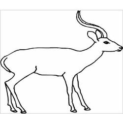 Раскраска: антилопа (Животные) #22591 - Раскраски для печати