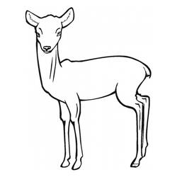 Раскраска: антилопа (Животные) #22595 - Раскраски для печати