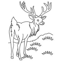 Раскраска: антилопа (Животные) #22603 - Раскраски для печати