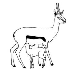 Раскраска: антилопа (Животные) #22605 - Раскраски для печати