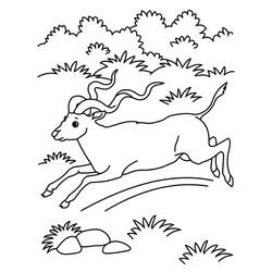 Раскраска: антилопа (Животные) #22607 - Раскраски для печати