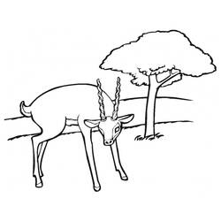Раскраска: антилопа (Животные) #22611 - Раскраски для печати