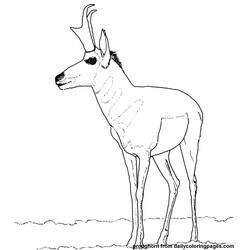 Раскраска: антилопа (Животные) #22621 - Раскраски для печати