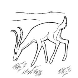 Раскраска: антилопа (Животные) #22633 - Раскраски для печати