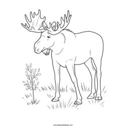 Раскраска: антилопа (Животные) #22644 - Раскраски для печати