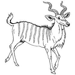 Раскраска: антилопа (Животные) #22645 - Раскраски для печати