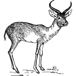 Раскраска: антилопа (Животные) #22648 - Раскраски для печати