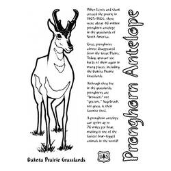 Раскраска: антилопа (Животные) #22669 - Раскраски для печати