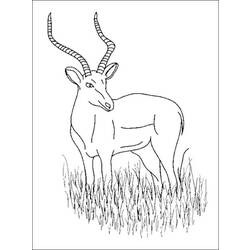 Раскраски: антилопа - Раскраски для печати