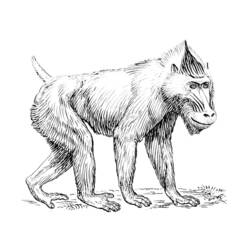 Раскраска: бабуин (Животные) #794 - Раскраски для печати