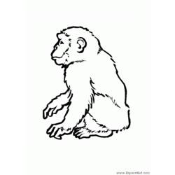 Раскраска: бабуин (Животные) #800 - Раскраски для печати