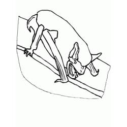 Раскраска: летучая мышь (Животные) #1981 - Бесплатные раскраски для печати