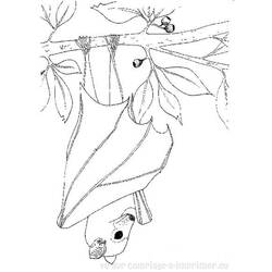 Раскраска: летучая мышь (Животные) #2029 - Бесплатные раскраски для печати