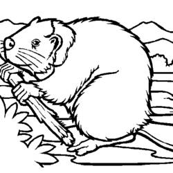 Раскраска: бобр (Животные) #1589 - Раскраски для печати