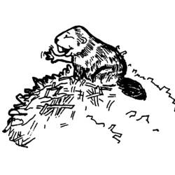 Раскраска: бобр (Животные) #1590 - Раскраски для печати