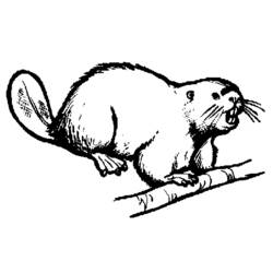 Раскраска: бобр (Животные) #1608 - Раскраски для печати