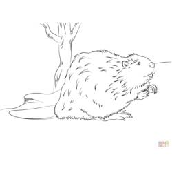 Раскраска: бобр (Животные) #1633 - Раскраски для печати
