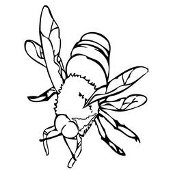 Раскраска: пчела (Животные) #82 - Раскраски для печати