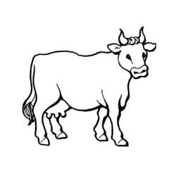 Раскраска: говядина (Животные) #1340 - Раскраски для печати