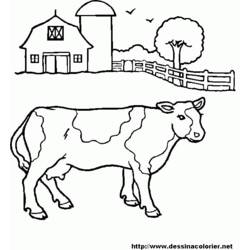 Раскраска: говядина (Животные) #1347 - Раскраски для печати
