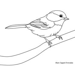 Раскраска: домашняя птица (Животные) #11845 - Раскраски для печати