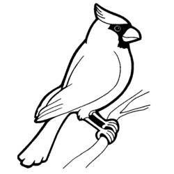 Раскраска: домашняя птица (Животные) #11846 - Раскраски для печати