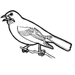 Раскраска: домашняя птица (Животные) #11853 - Бесплатные раскраски для печати