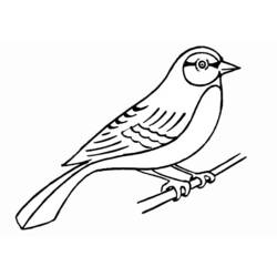 Раскраска: домашняя птица (Животные) #11861 - Раскраски для печати