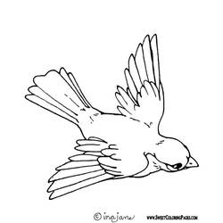 Раскраска: домашняя птица (Животные) #11874 - Бесплатные раскраски для печати