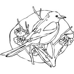 Раскраска: домашняя птица (Животные) #11888 - Бесплатные раскраски для печати