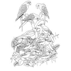 Раскраска: домашняя птица (Животные) #11899 - Бесплатные раскраски для печати