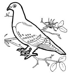 Раскраска: домашняя птица (Животные) #11902 - Раскраски для печати
