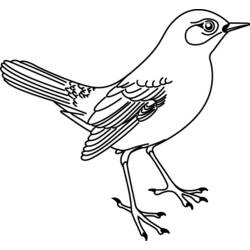 Раскраска: домашняя птица (Животные) #11913 - Раскраски для печати