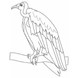 Раскраска: домашняя птица (Животные) #11914 - Бесплатные раскраски для печати