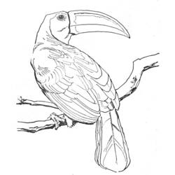 Раскраска: домашняя птица (Животные) #11919 - Раскраски для печати