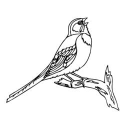 Раскраска: домашняя птица (Животные) #11922 - Бесплатные раскраски для печати