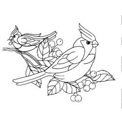 Раскраска: домашняя птица (Животные) #11928 - Бесплатные раскраски для печати
